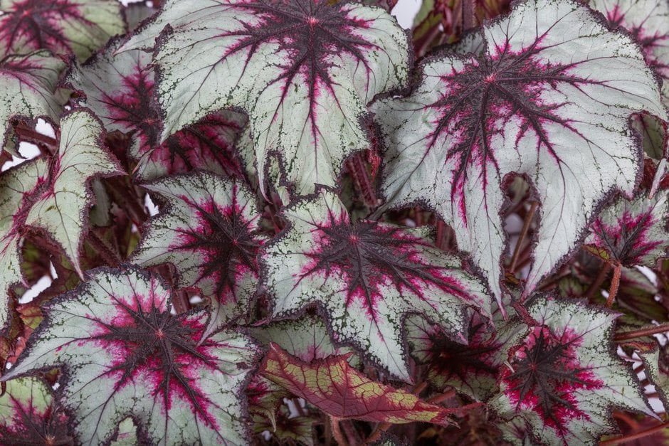 begonia 'Silver Spirit'